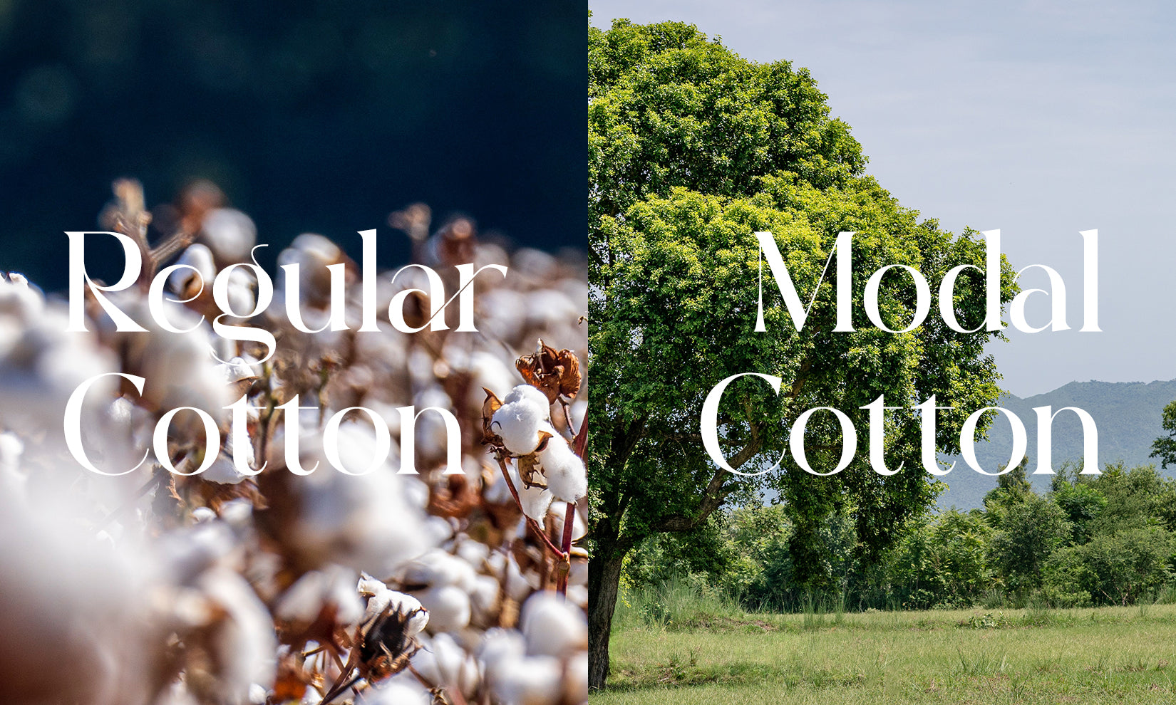 Modal Cotton vs. Regular Cotton: Unveiling the Superior Softness and  Sustainability